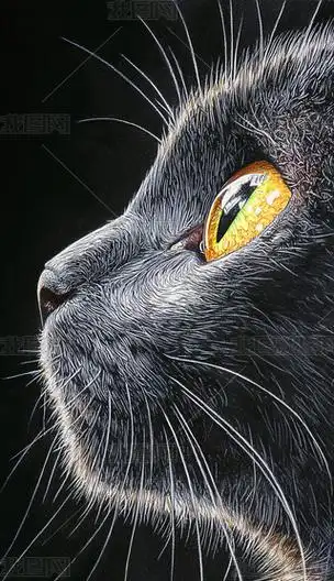 黑猫登录器